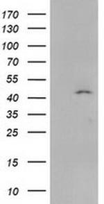 SERPINB4 Antibody in Western Blot (WB)