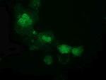 ATP6V1F Antibody in Immunocytochemistry (ICC/IF)