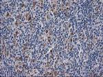 ATP6V1F Antibody in Immunohistochemistry (Paraffin) (IHC (P))