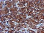 CHCHD5 Antibody in Immunohistochemistry (Paraffin) (IHC (P))