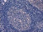 eIF4E2 Antibody in Immunohistochemistry (Paraffin) (IHC (P))