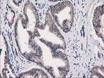 eIF4E2 Antibody in Immunohistochemistry (Paraffin) (IHC (P))