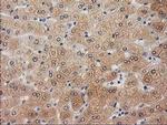 UBL4A Antibody in Immunohistochemistry (Paraffin) (IHC (P))