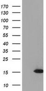 UBL4A Antibody in Western Blot (WB)