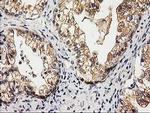 CHCHD5 Antibody in Immunohistochemistry (Paraffin) (IHC (P))