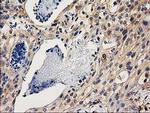 CHCHD5 Antibody in Immunohistochemistry (Paraffin) (IHC (P))