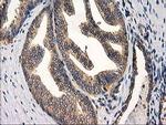 CHCHD5 Antibody in Immunohistochemistry (Paraffin) (IHC (P))