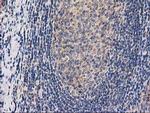 CHCHD5 Antibody in Immunohistochemistry (Paraffin) (IHC (P))