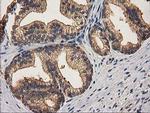 CHCHD5 Antibody in Immunohistochemistry (Paraffin) (IHC (P))