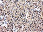 CHCHD5 Antibody in Immunohistochemistry (Paraffin) (IHC (P))