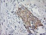 eIF4E2 Antibody in Immunohistochemistry (Paraffin) (IHC (P))