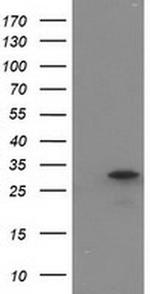 eIF4E2 Antibody in Western Blot (WB)