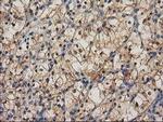 CTH Antibody in Immunohistochemistry (Paraffin) (IHC (P))