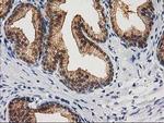 CTH Antibody in Immunohistochemistry (Paraffin) (IHC (P))