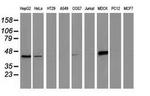 CTH Antibody in Western Blot (WB)