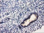 RASSF1 Antibody in Immunohistochemistry (Paraffin) (IHC (P))