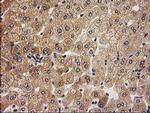 ACOT12 Antibody in Immunohistochemistry (Paraffin) (IHC (P))