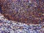 PIH1D2 Antibody in Immunohistochemistry (Paraffin) (IHC (P))