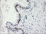 15-PGDH Antibody in Immunohistochemistry (Paraffin) (IHC (P))