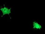 POLR2E Antibody in Immunocytochemistry (ICC/IF)