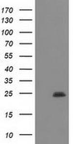 POLR2E Antibody in Western Blot (WB)