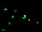 UBA2 Antibody in Immunocytochemistry (ICC/IF)