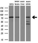 UBA2 Antibody in Western Blot (WB)