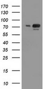 UBA2 Antibody in Western Blot (WB)