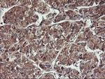 HDHD1 Antibody in Immunohistochemistry (Paraffin) (IHC (P))