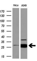 NNMT Antibody in Western Blot (WB)