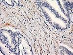 PON1 Antibody in Immunohistochemistry (Paraffin) (IHC (P))