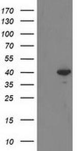 RTN4IP1 Antibody in Western Blot (WB)