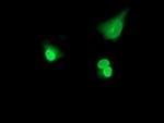 POLR2E Antibody in Immunocytochemistry (ICC/IF)