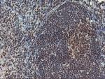 POLR2E Antibody in Immunohistochemistry (Paraffin) (IHC (P))