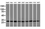 POLR2E Antibody in Western Blot (WB)