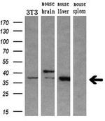 HOXC11 Antibody in Western Blot (WB)