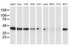 ARFGAP1 Antibody in Western Blot (WB)