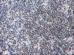 ANKRD53 Antibody in Immunohistochemistry (Paraffin) (IHC (P))