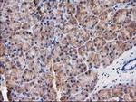 Destrin Antibody in Immunohistochemistry (Paraffin) (IHC (P))