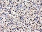 Destrin Antibody in Immunohistochemistry (Paraffin) (IHC (P))