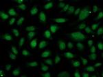 OGFOD1 Antibody in Immunocytochemistry (ICC/IF)