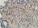 OGFOD1 Antibody in Immunohistochemistry (Paraffin) (IHC (P))