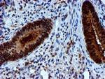 NNMT Antibody in Immunohistochemistry (Paraffin) (IHC (P))