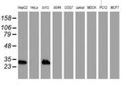 NNMT Antibody in Western Blot (WB)