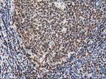 MEF2C Antibody in Immunohistochemistry (Paraffin) (IHC (P))