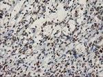 MEF2C Antibody in Immunohistochemistry (Paraffin) (IHC (P))