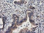 MEF2C Antibody in Immunohistochemistry (Paraffin) (IHC (P))