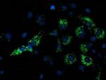 NDUFA7 Antibody in Immunocytochemistry (ICC/IF)