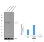 Beclin 1 Antibody