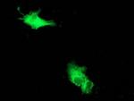 Beclin 1 Antibody in Immunocytochemistry (ICC/IF)